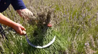 Eskişehir'de Ücretsiz Lavanta Hasadı Etkinliği Başladı