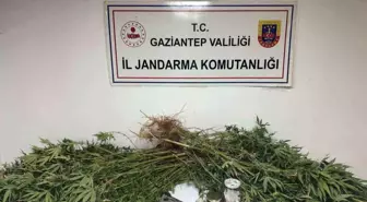 Gaziantep'te Uyuşturucu Operasyonu: 5 Kilo Esrar ve 178 Kök Kenevir Ele Geçirildi