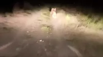 Iğdır'da Köydeki Ayı Paniği