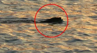 Karadeniz'de sık görülmeleri vatandaşları tedirgin etmişti, uzmanı konuştu