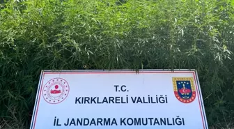 Kırklareli'nde 754 Bin Kök Hint Keneviri Ele Geçirildi