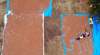 Ordu'da Fındık Hasadı Tamamlandı, Üreticiler İmece Usulü Çalışıyor