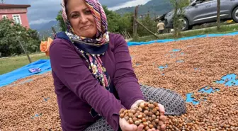 Fındık Hasadı ve Kurutma Çalışmaları Devam Ediyor