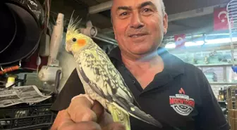 Dede Mesleğini Doğa ile Birleştiren Esnaf: Kuşlarla Yaşayan Mustafa Göktürk