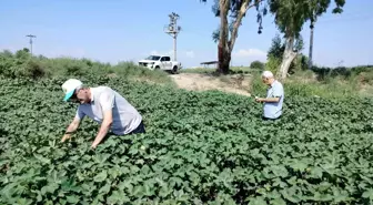 Söke'de Pamuk Bitkileri Sağlıklı Gelişiyor