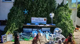 Düzce'de Yasa Dışı Kenevir Ekimi Operasyonu: 231 Kök Ele Geçirildi