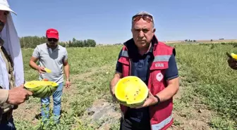 Van'da Sarı Karpuz Hasadı: Yeni Bir Lezzet Deneyimi