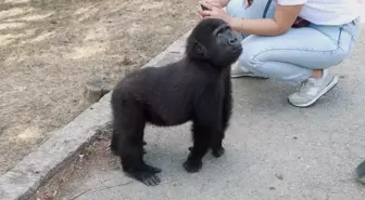 Yavru goril 'Zeytin' Nijerya yolcusu
