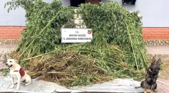 Mersin'de Kenevir Operasyonu: 45 Kilogram Esrar Ele Geçirildi