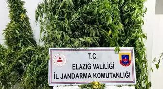 Elazığ'da Jandarmadan Uyuşturucu Operasyonu: Kenevir ve Esrar Ele Geçirildi