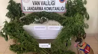 Van'da Jandarma Operasyonu: 127 Kök Kenevir ve Esrar Ele Geçirildi