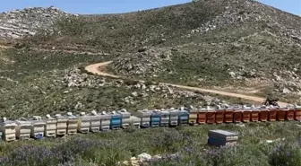 Antalya'da Arı Kovanları Hırsızlığa Uğradı