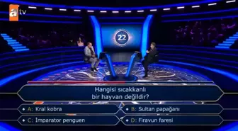 Hangisi sıcakkanlı bir hayvan değildir?