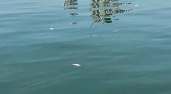 İzmir Körfezi'nde Tekrar Balık Ölümleri ve Kirlilik Sorunu