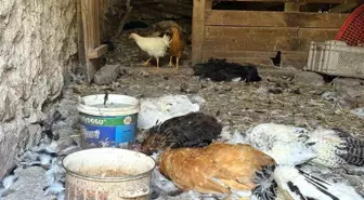 Köpek Saldırısında 22 Yıllık Tavuk Emekleri Yok Oldu