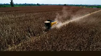 Mısır üreticisine ton başına 688 lira ek destek