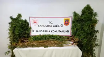 Şanlıurfa'da Uyuşturucu Operasyonu: 15 Adreste 15 Zanlı Gözaltında