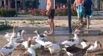 'Şartlı tahliye' edilen kazlar yine sahile indi
