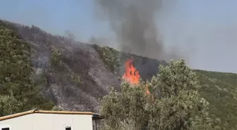 Bursa'da Orman Yangını: 1 Şüpheli Gözaltına Alındı