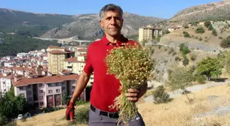 Amasya'da Üzerlik Otuna Büyük İlgi
