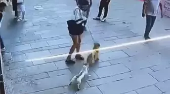 Fatih'te 'Muhtar' isimli kedi, köpeğe saldırdı