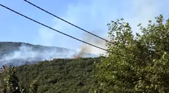 Bursa'da Orman Yangını: Bir Kişi Gözaltına Alındı