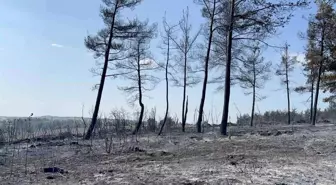 Çanakkale'de Orman Yangını Kontrol Altına Alındı