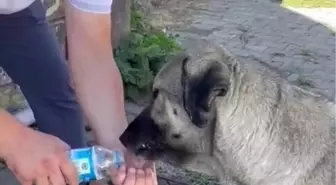 Düzce'de Muhtarın Duyarlılığı Sokak Hayvanlarını Sevindirdi