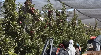Niğde'de Elma Rekoltesinde Büyük Düşüş