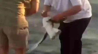 Kocaeli'de Balıkçının Duyarlı Davranışı: Oltadan Kurtarılan Martı Yeniden Denize Bırakıldı
