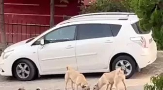 Nevşehir'de Sokak Köpekleri Kediyi Parçaladı
