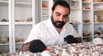 Deniz Kabuğu Aşığı Mühendisin 10 Milyon Parça Koleksiyonu