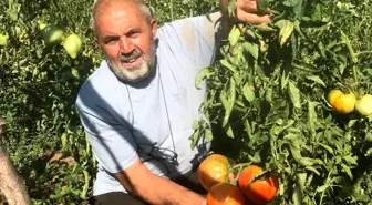 Ata Tohumu Domates Üretimi ile Geleceğe Umut Taşıyor