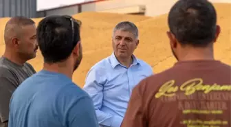 Adana'da Mısır Ekimi 855 Bin Dekar, 1.135 Ton Rekolte Bekleniyor