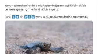 Deniz Kaplumbağaları İçin 40 Bin Yavru Denize Kavuştu