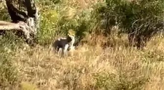 Bayburt'ta Baba ve Kızı Bozayı ile Karşılaştı