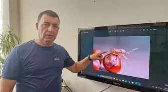 Kahverengi Kokarca Böceği Türkiye'de Yaygınlaşıyor: Biyolojik Mücadele Çağrısı