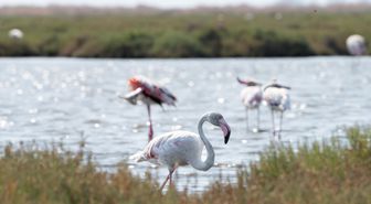 İzmir'de Flamingo Yolu Turları ile Gediz Deltası'nın Güzellikleri Keşfediliyor