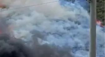 Kocaeli'nde Ağaçlık Alanda Yangın Çıktı