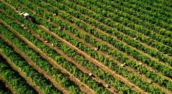 Manisa'da Don Felaketi Sultani Üzüm Hasadını Olumsuz Etkiledi