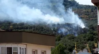 Mudanya'da Zeytinliklerde Yangın Çıktı