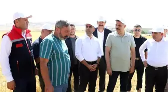 Erzurum'daki Tarım Lisesi Öğrencilerinin İlk Buğday Hasadı Gerçekleşti