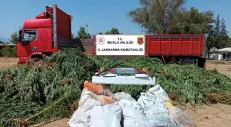 Muğla'da 5 Bin Kök Hint Keneviri ve Uyuşturucu Ele Geçirildi
