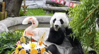 Moskova Hayvanat Bahçesi'nde İlk Dev Panda Yavrusu Katyusha İkinci Yaşını Kutladı