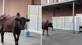 Çiftlikten kaçan inek hastanenin acil servisine girdi