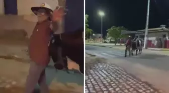 İnanılmaz olay: Kaybolan Sarhoş adamı kendi boğası bulup eve götürdü