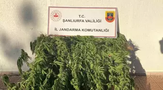 Şanlıurfa'da Jandarma Operasyonu: 35 Kök Kenevir Ele Geçirildi