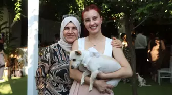 Kangal Köpekleri Şivava Cinsi Köpeğe Saldırdı: Kadın Yaralandı