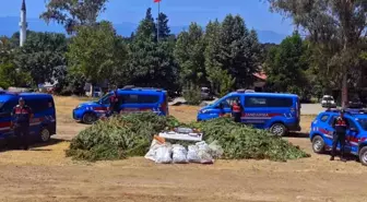 Köyceğiz'de Mısır Tarlası Görünümlü Alanda 5 Bin Kök Kenevir Ele Geçirildi
