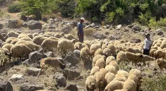 Erzincan'da Koyun Sürüsüne Kurt ve Ayı Saldırısı